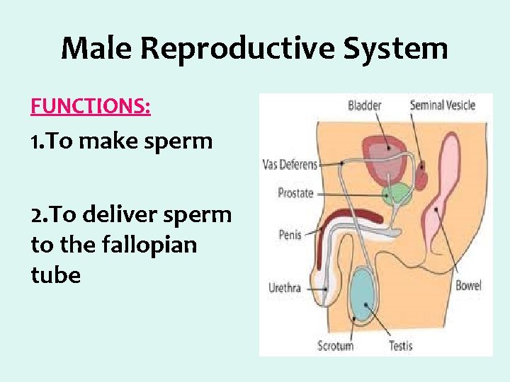 Male Reproductive System FUNCTIONS: 1. To make sperm 2. To deliver sperm to the