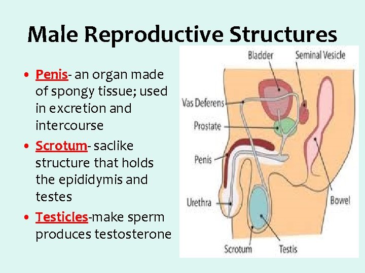 Male Reproductive Structures • Penis- an organ made of spongy tissue; used in excretion