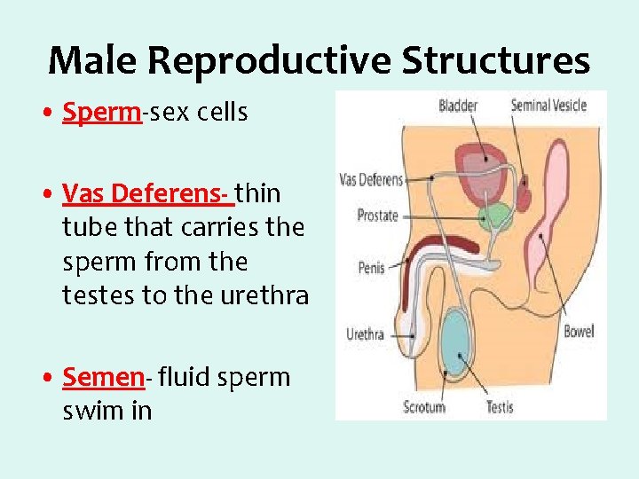 Male Reproductive Structures • Sperm-sex cells • Vas Deferens- thin tube that carries the