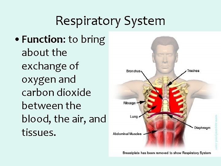 Respiratory System • Function: to bring about the exchange of oxygen and carbon dioxide