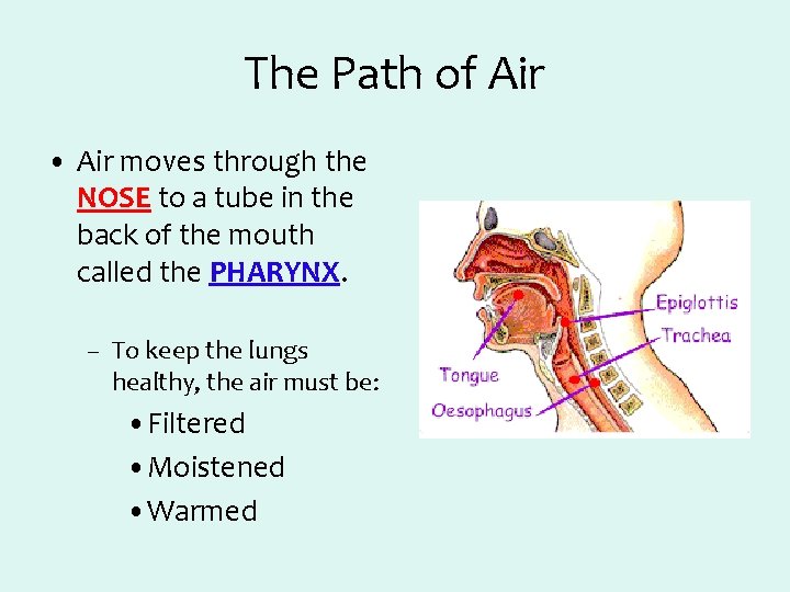 The Path of Air • Air moves through the NOSE to a tube in