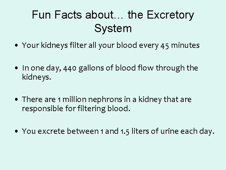 Fun Facts about… the Excretory System • Your kidneys filter all your blood every