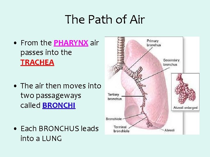 The Path of Air • From the PHARYNX air passes into the TRACHEA •