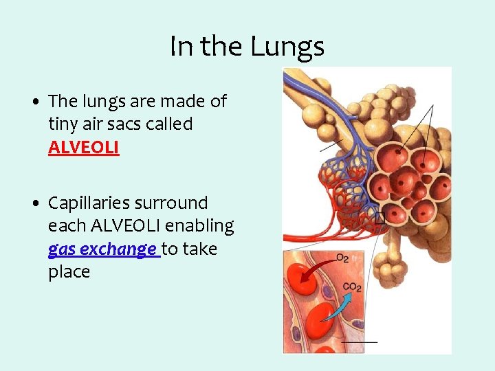 In the Lungs • The lungs are made of tiny air sacs called ALVEOLI