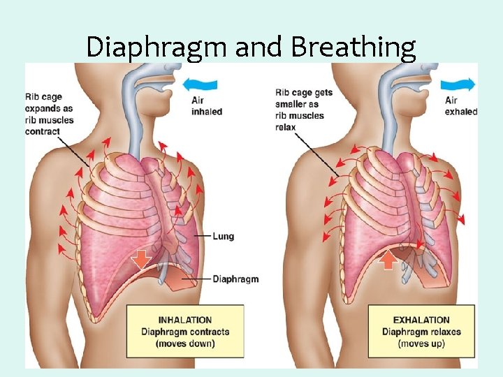Diaphragm and Breathing 