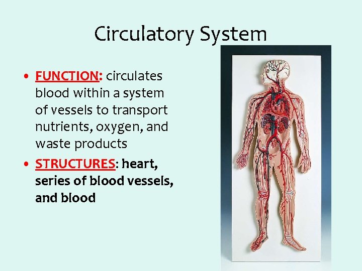 Circulatory System • FUNCTION: circulates blood within a system of vessels to transport nutrients,