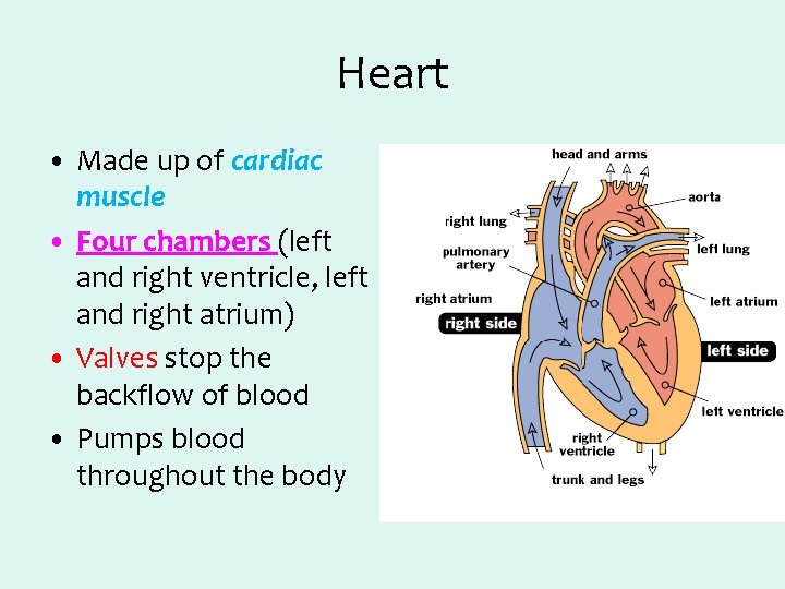 Heart • Made up of cardiac muscle • Four chambers (left and right ventricle,