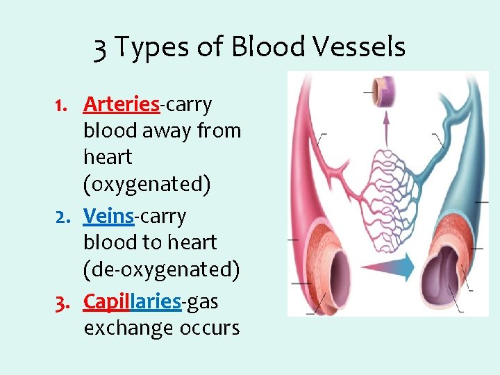 3 Types of Blood Vessels 1. Arteries-carry blood away from heart (oxygenated) 2. Veins-carry