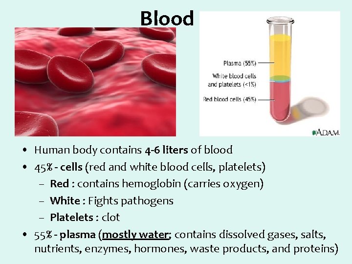 Blood • Human body contains 4 -6 liters of blood • 45% - cells