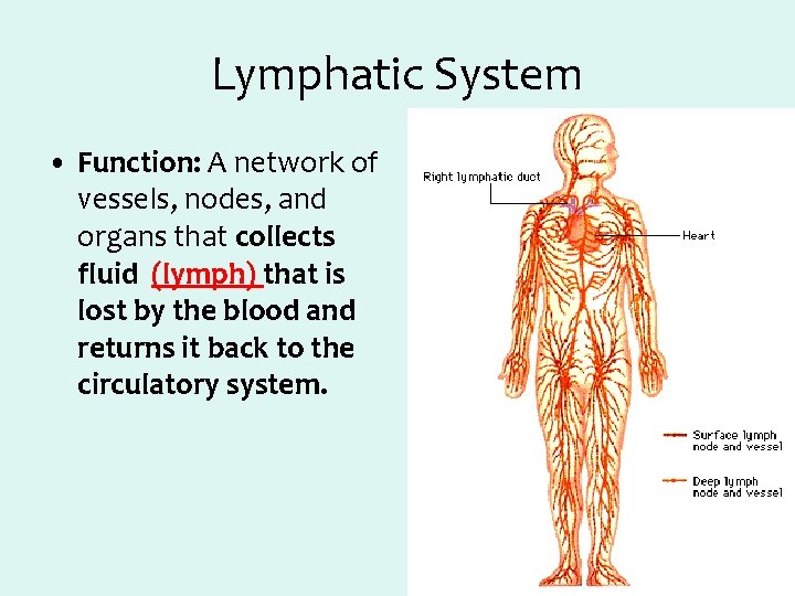 Lymphatic System • Function: A network of vessels, nodes, and organs that collects fluid