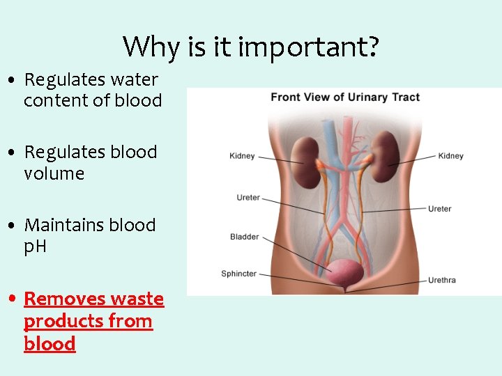 Why is it important? • Regulates water content of blood • Regulates blood volume