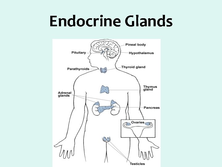 Endocrine Glands 