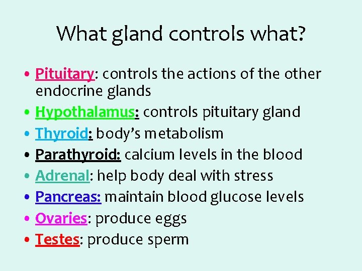 What gland controls what? • Pituitary: controls the actions of the other endocrine glands