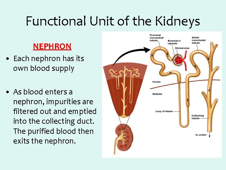 Functional Unit of the Kidneys NEPHRON • Each nephron has its own blood supply