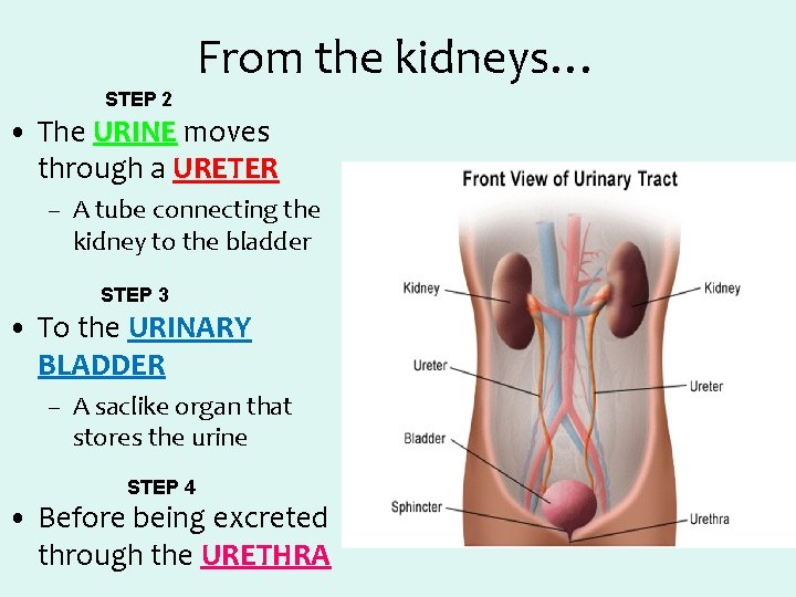 From the kidneys… STEP 2 • The URINE moves through a URETER – A