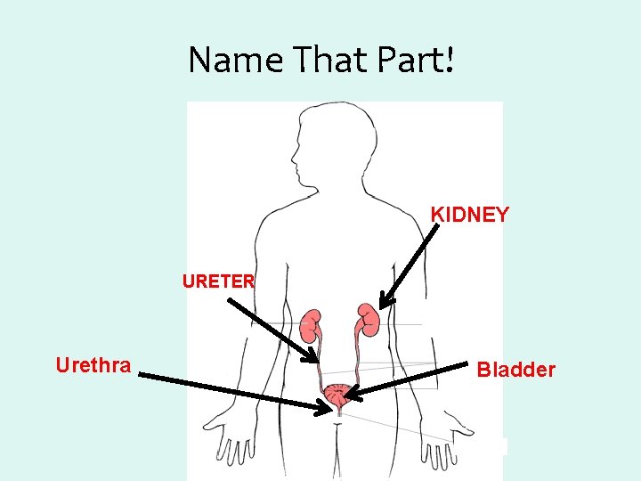 Name That Part! KIDNEY URETER Urethra Bladder 