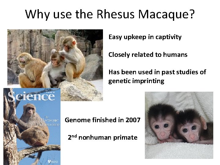 Why use the Rhesus Macaque? Easy upkeep in captivity Closely related to humans Has