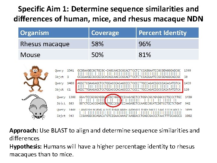 Specific Aim 1: Determine sequence similarities and differences of human, mice, and rhesus macaque