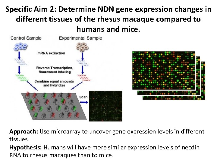 Specific Aim 2: Determine NDN gene expression changes in different tissues of the rhesus