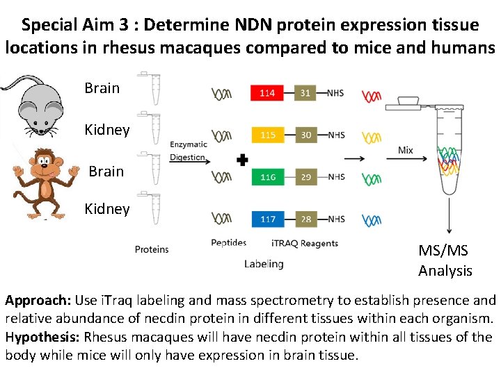 Special Aim 3 : Determine NDN protein expression tissue locations in rhesus macaques compared