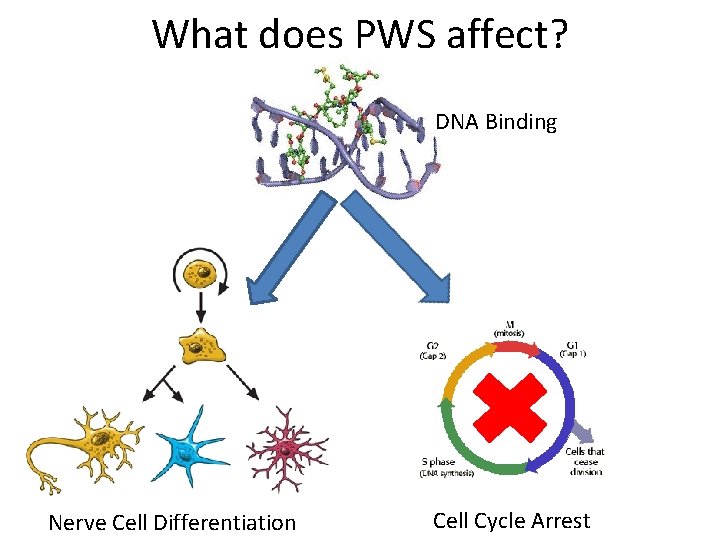 What does PWS affect? DNA Binding Nerve Cell Differentiation Cell Cycle Arrest 