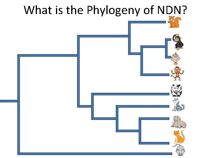 What is the Phylogeny of NDN? 