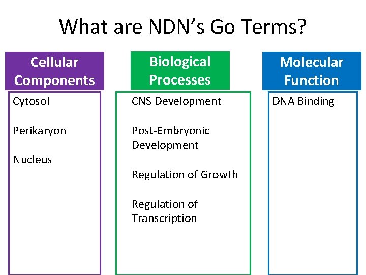 What are NDN’s Go Terms? Cellular Components Biological Processes Cytosol CNS Development Perikaryon Post-Embryonic