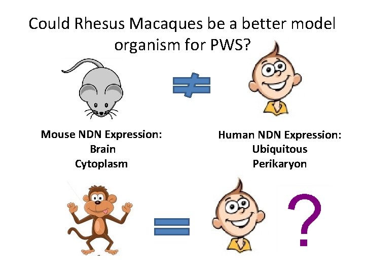 Could Rhesus Macaques be a better model organism for PWS? Mouse NDN Expression: Brain