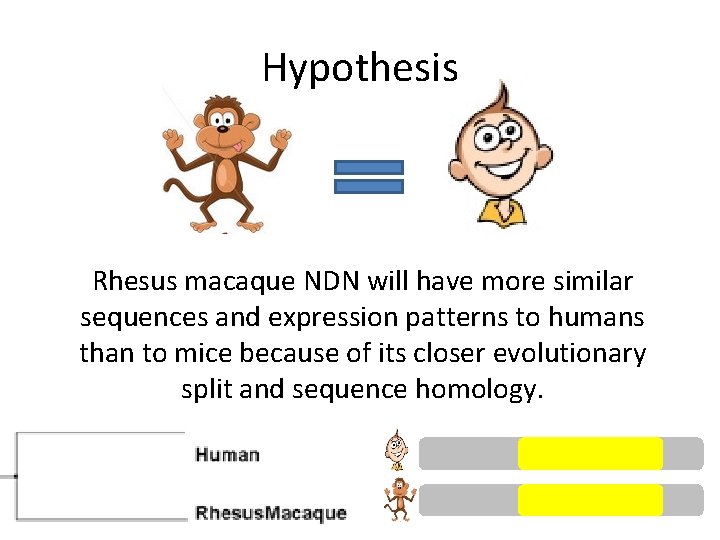 Hypothesis Rhesus macaque NDN will have more similar sequences and expression patterns to humans