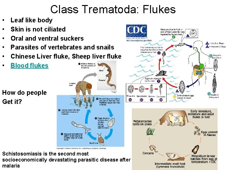Class Trematoda: Flukes • • • Leaf like body Skin is not ciliated Oral
