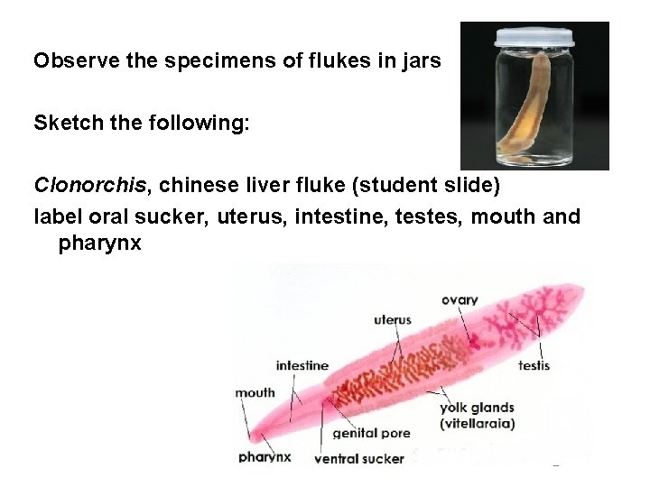 Observe the specimens of flukes in jars Sketch the following: Clonorchis, chinese liver fluke