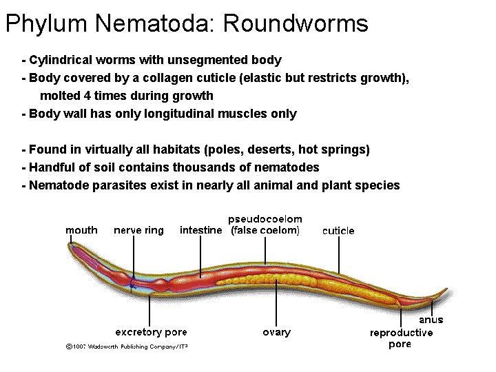 Phylum Nematoda: Roundworms - Cylindrical worms with unsegmented body - Body covered by a