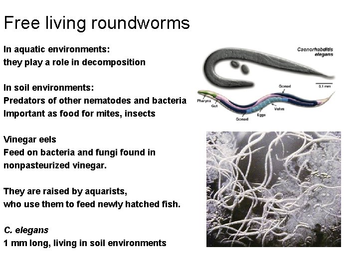 Free living roundworms In aquatic environments: they play a role in decomposition In soil