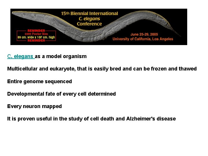 C. elegans as a model organism Multicellular and eukaryote, that is easily bred and