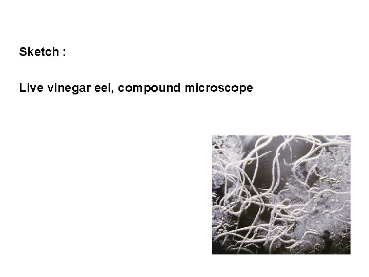 Sketch : Live vinegar eel, compound microscope 