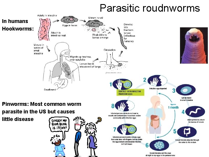 Parasitic roudnworms In humans Hookworms: Pinworms: Most common worm parasite in the US but