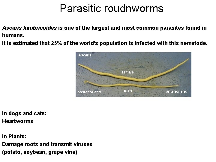 Parasitic roudnworms Ascaris lumbricoides is one of the largest and most common parasites found