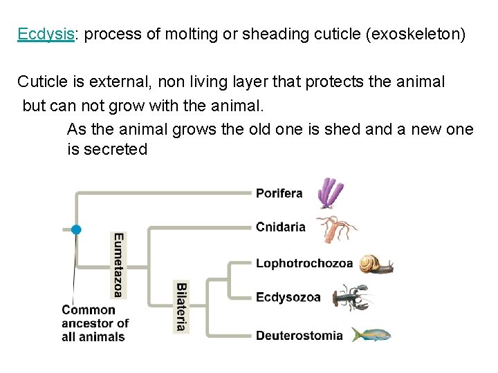 Ecdysis: process of molting or sheading cuticle (exoskeleton) Cuticle is external, non living layer