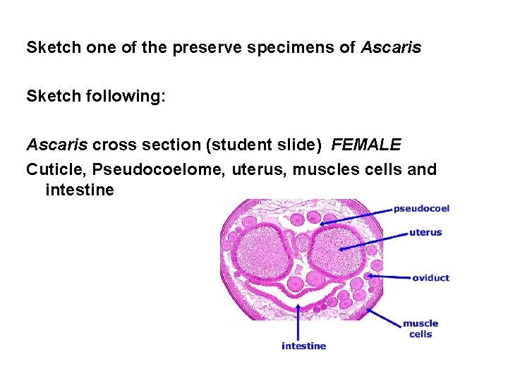 Sketch one of the preserve specimens of Ascaris Sketch following: Ascaris cross section (student