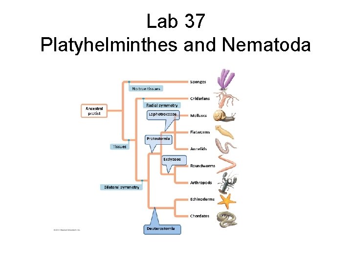 Lab 37 Platyhelminthes and Nematoda 