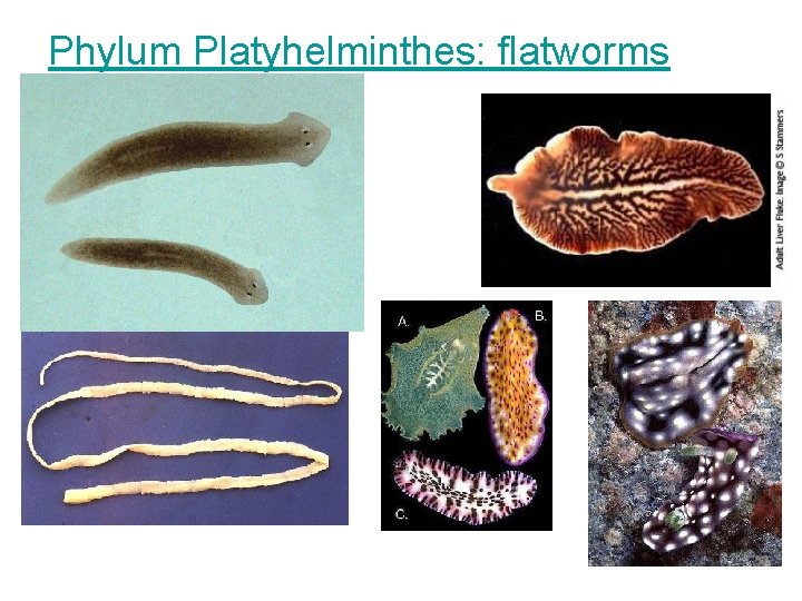 Phylum Platyhelminthes: flatworms 