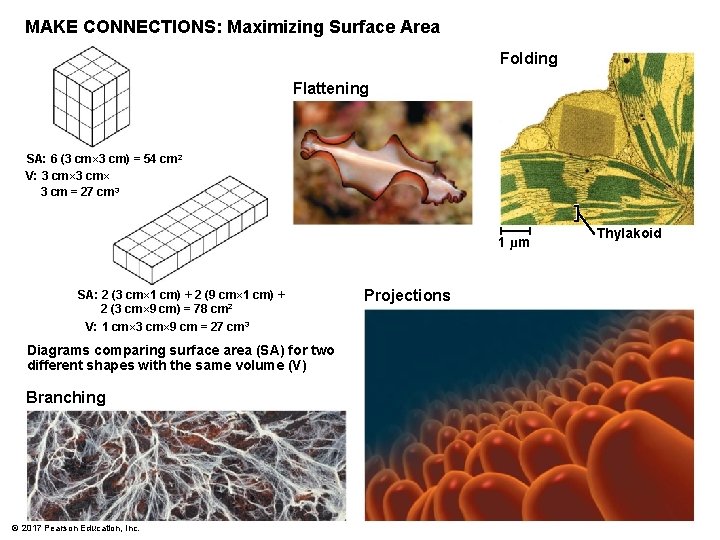 MAKE CONNECTIONS: Maximizing Surface Area Folding Flattening SA: 6 (3 cm× 3 cm) =