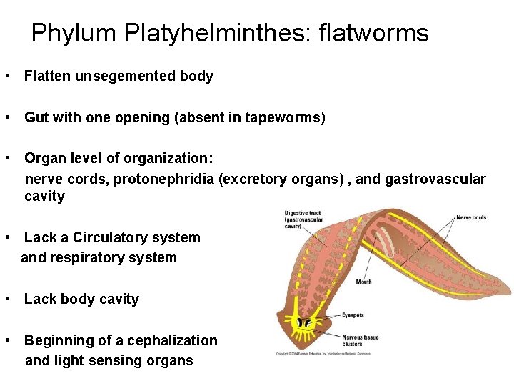 Phylum Platyhelminthes: flatworms • Flatten unsegemented body • Gut with one opening (absent in