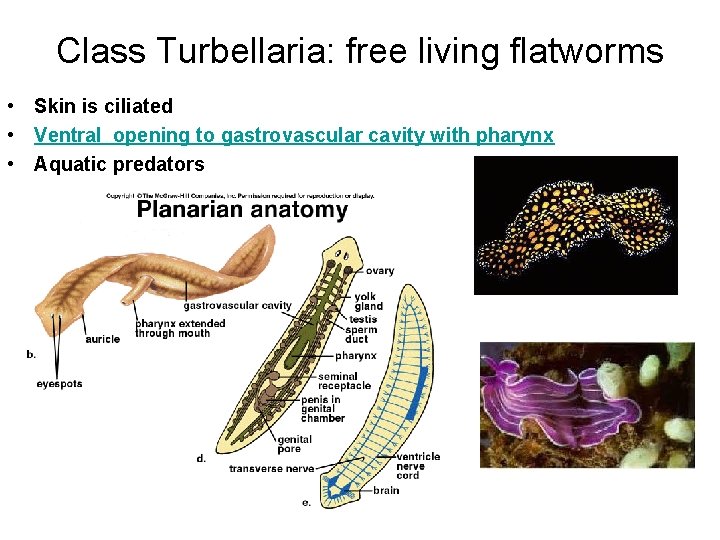 Class Turbellaria: free living flatworms • Skin is ciliated • Ventral opening to gastrovascular