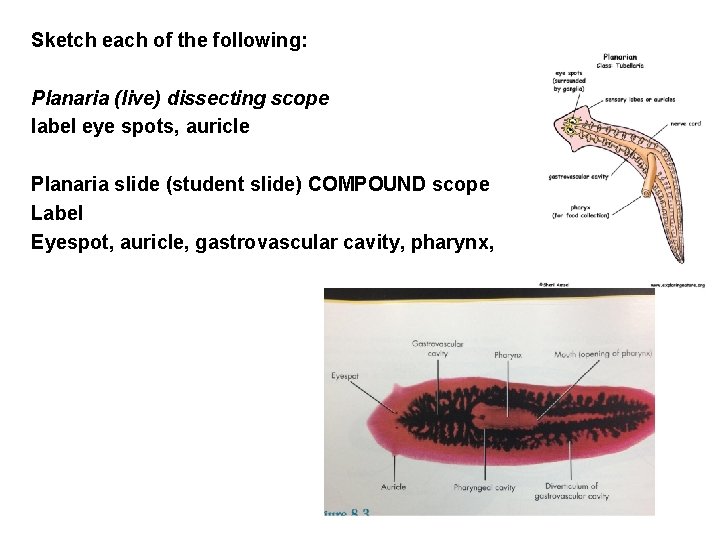 Sketch each of the following: Planaria (live) dissecting scope label eye spots, auricle Planaria