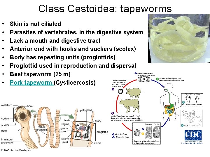 Class Cestoidea: tapeworms • • Skin is not ciliated Parasites of vertebrates, in the