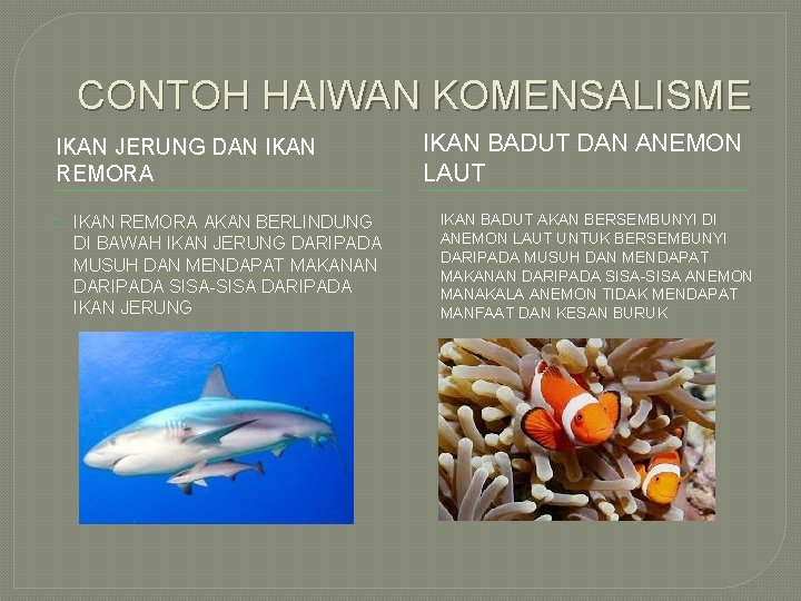 CONTOH HAIWAN KOMENSALISME IKAN JERUNG DAN IKAN REMORA � IKAN REMORA AKAN BERLINDUNG DI