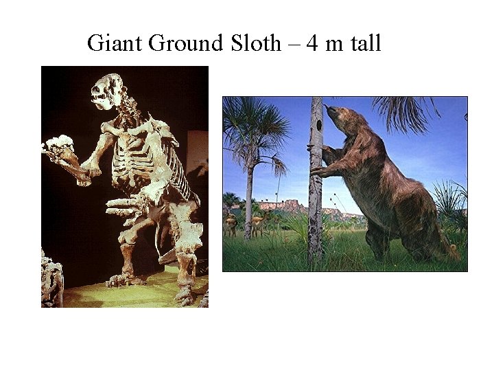 Giant Ground Sloth – 4 m tall 