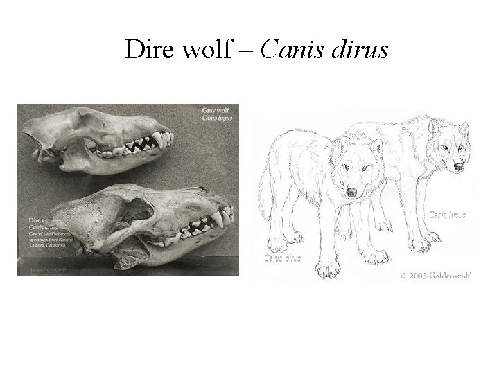 Dire wolf – Canis dirus 
