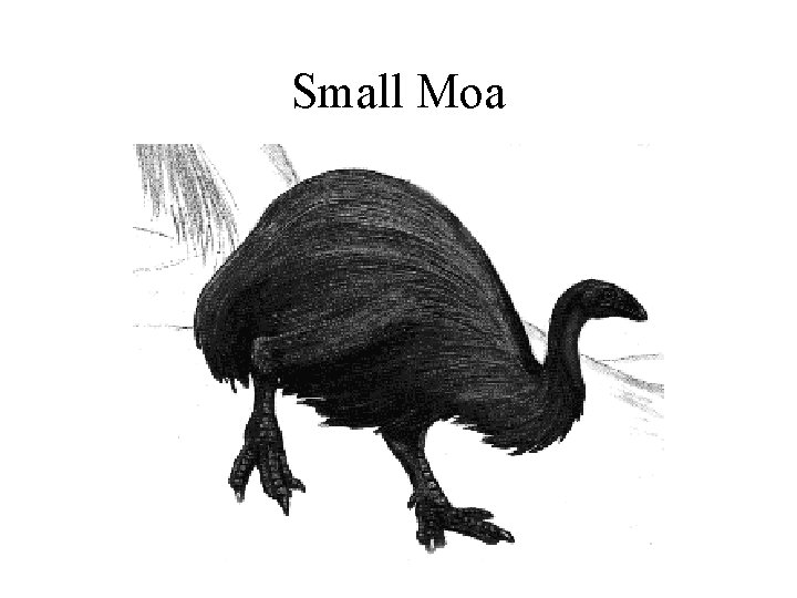 Small Moa 